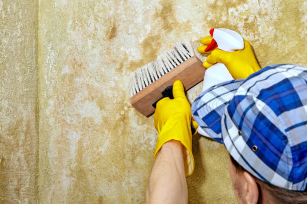 Best Mold Documentation for Insurance Claims  in USA